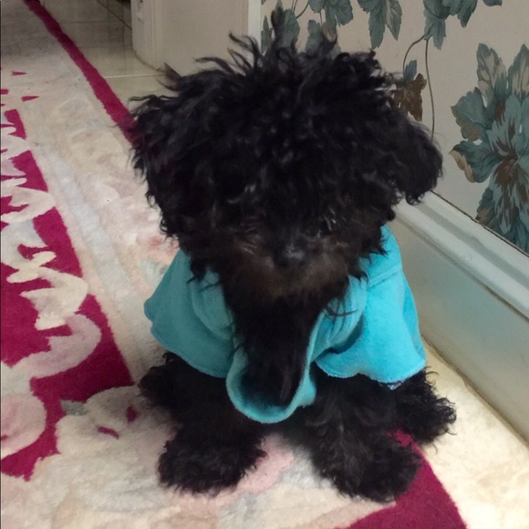 Meet your Posher, Crystal - Picture 5 of 12